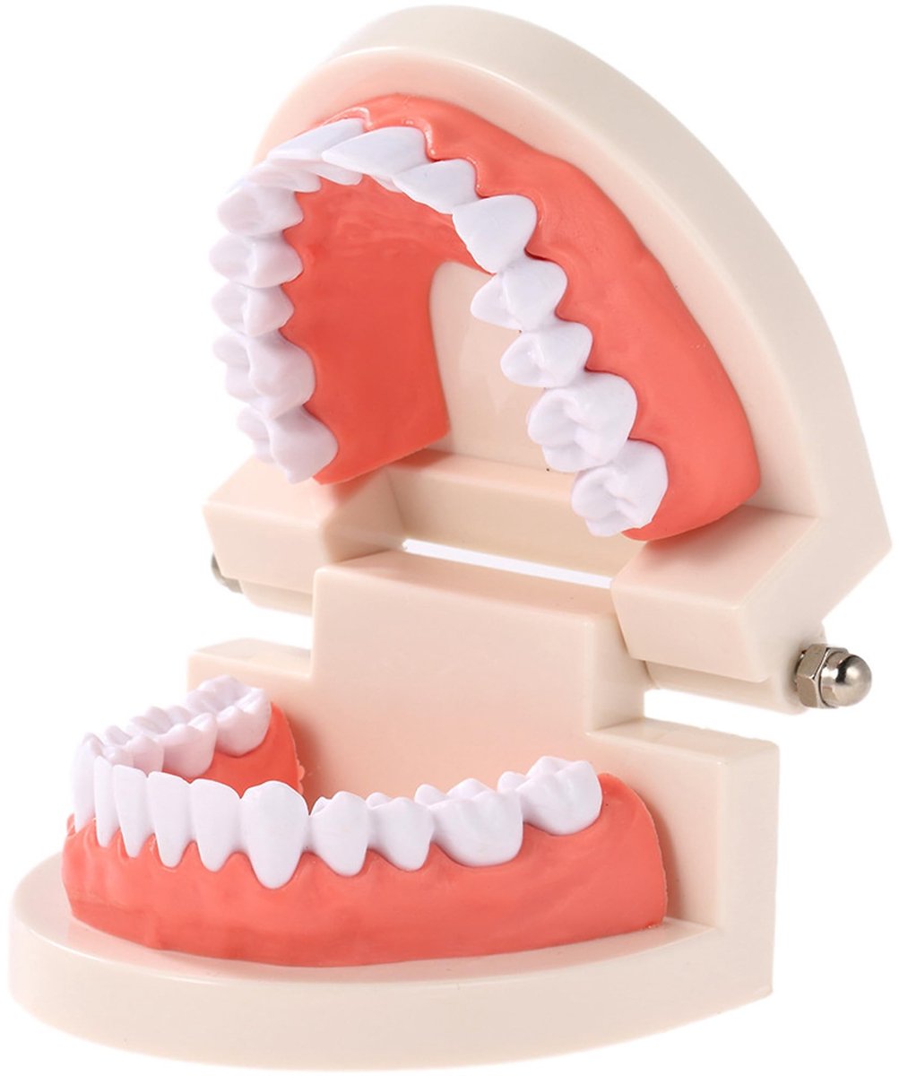 Solidchoice - Standaard Tandmodel voor Tandheelkundige Demonstraties