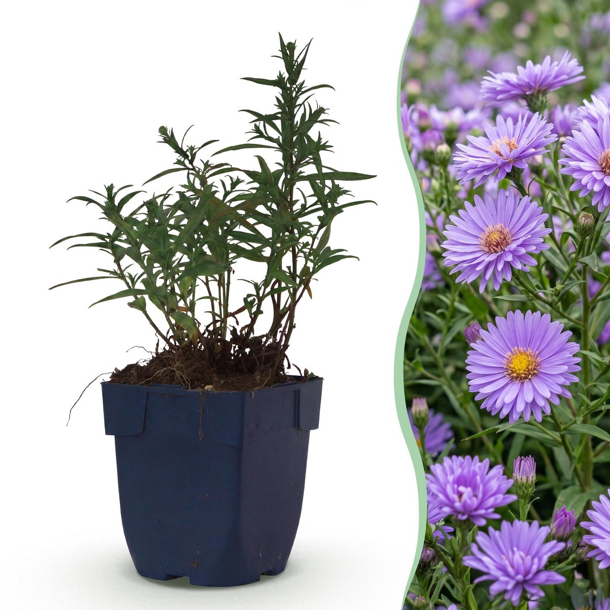 Green boutiQ - Vasteplant - Aster (D) Mittelmeer - Zeeaster - Bijen en Vlinderlokkers - Paars - 6 Planten - Pot 11cm - Hoogte 15-25cm