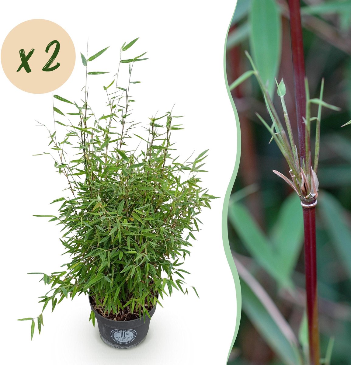 Plantenboetiek.nl | Fargesia nitida Red Dragon - Niet Woekerende Bamboe - Bladhoudend - Groen - 2 Planten - Ø23cm - 70-80cm hoog - Tuinplant