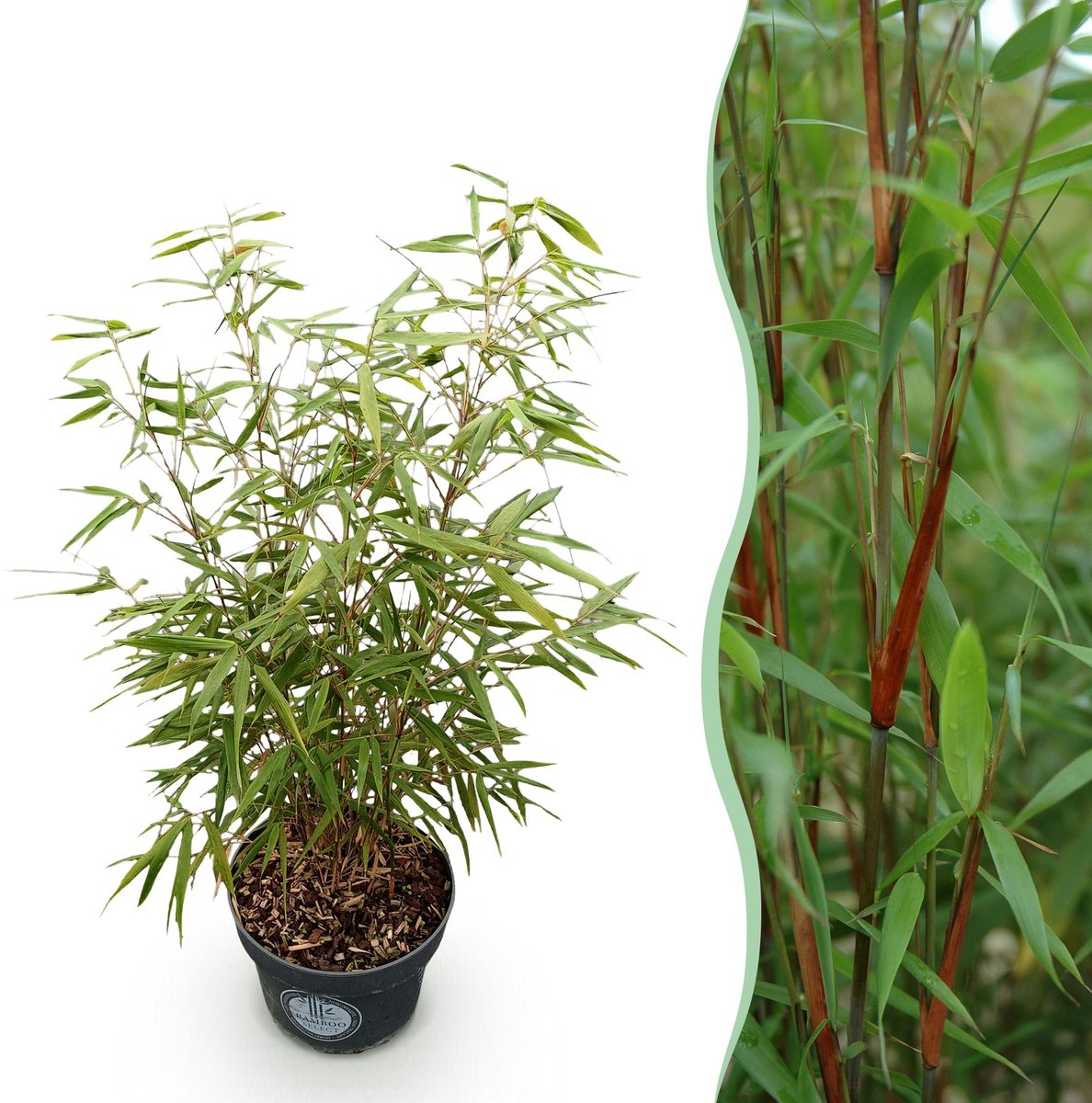 Plantenboetiek.nl | Fargesia scabrida Asian Wonder - Niet Woekerende Bamboe - Bladhoudend - Groen - Ø23cm - 70-80cm hoog - Tuinplant