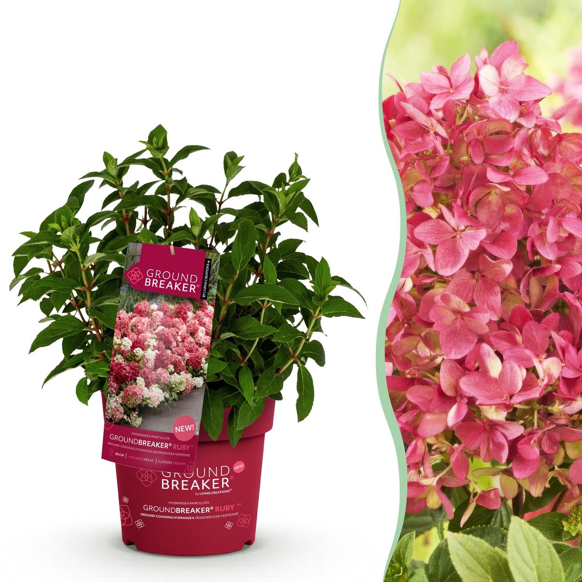 Plantenboetiek.nl | Hydrangea panniculata Groundbreaker Ruby - Pluimhortensia - Winterhard - Rood - Ø14cm - 20-25cm hoog - Tuinplant