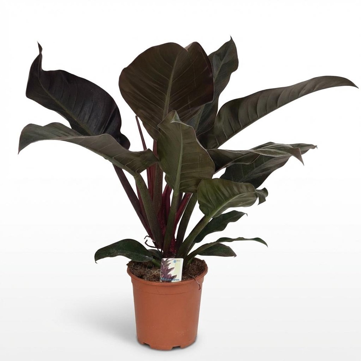 Plantenboetiek.nl | Philodendron - Philodendron Imperial Red - Rood - Weinig onderhoud - Ø19cm - 50-60cm hoog - Kamerplant - Groenblijvend