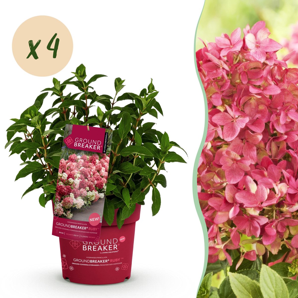 Plantenboetiek.nl | Hydrangea panniculata Groundbreaker Ruby - Pluimhortensia - Winterhard - Rood - 4 Planten - Ø14cm - 20-25cm hoog - Tuinplant