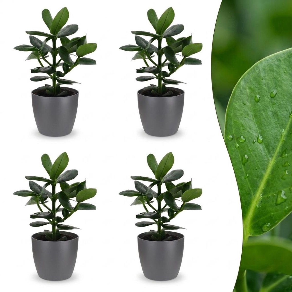 Plantenboetiek.nl | Clusia Princess - Clusia - 4 Planten - met Potter Grijs - Ø12cm - 30-40cm hoog