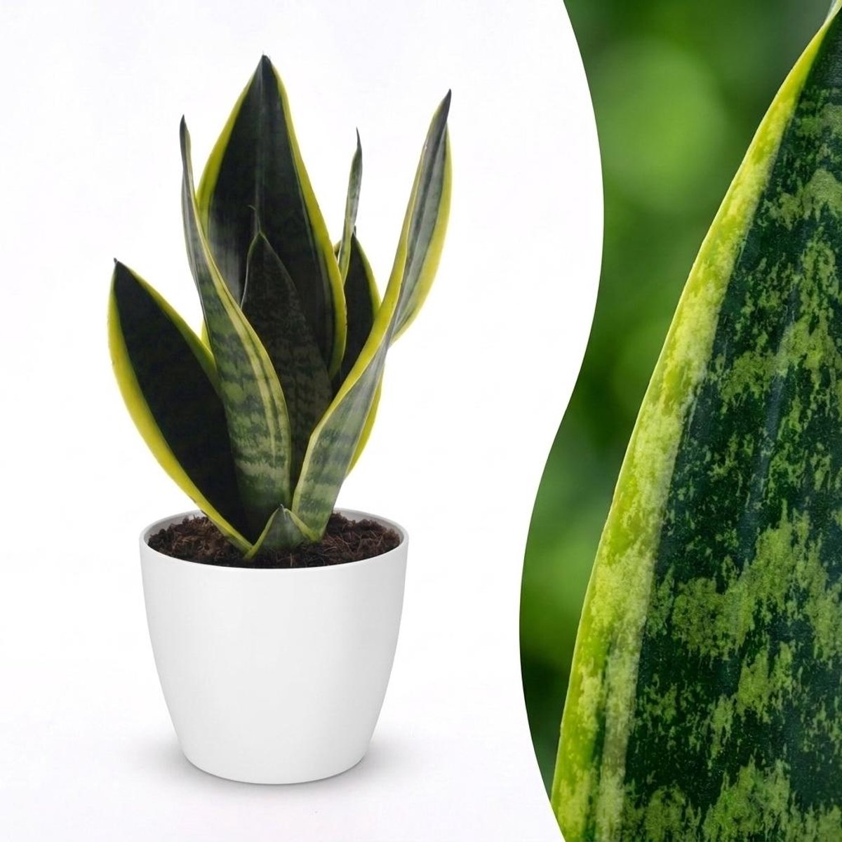 Plantenboetiek.nl | Sansevieria Future Superb - Vrouwentong - met Potter Wit - Ø12cm - 25-35cm hoog