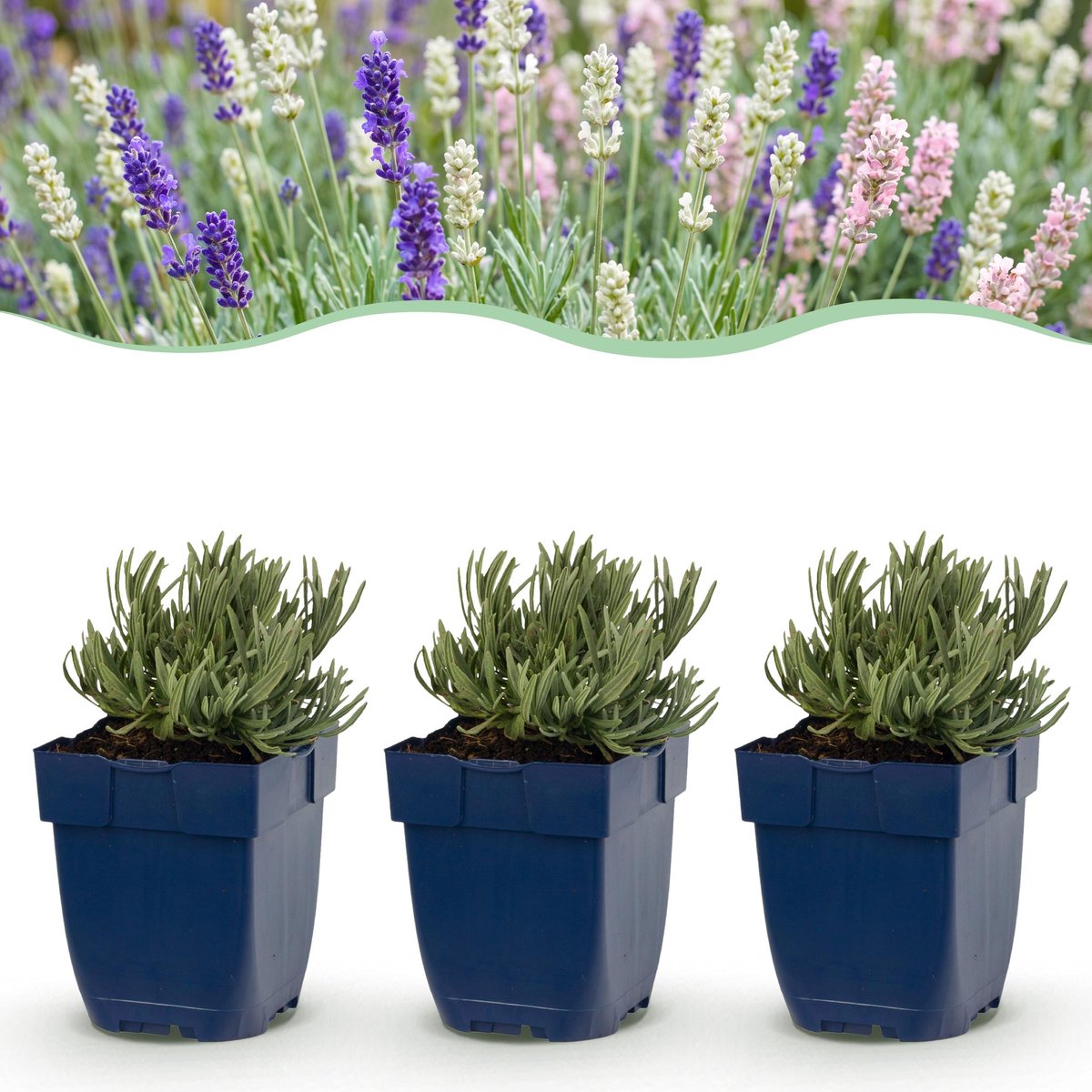 Plantenboetiek.nl | Lavandula Tricolour - Lavendel - Geurend - Blauw - Roze - Wit - 24 Planten - Ø11cm - 15-25cm hoog - Tuinplant