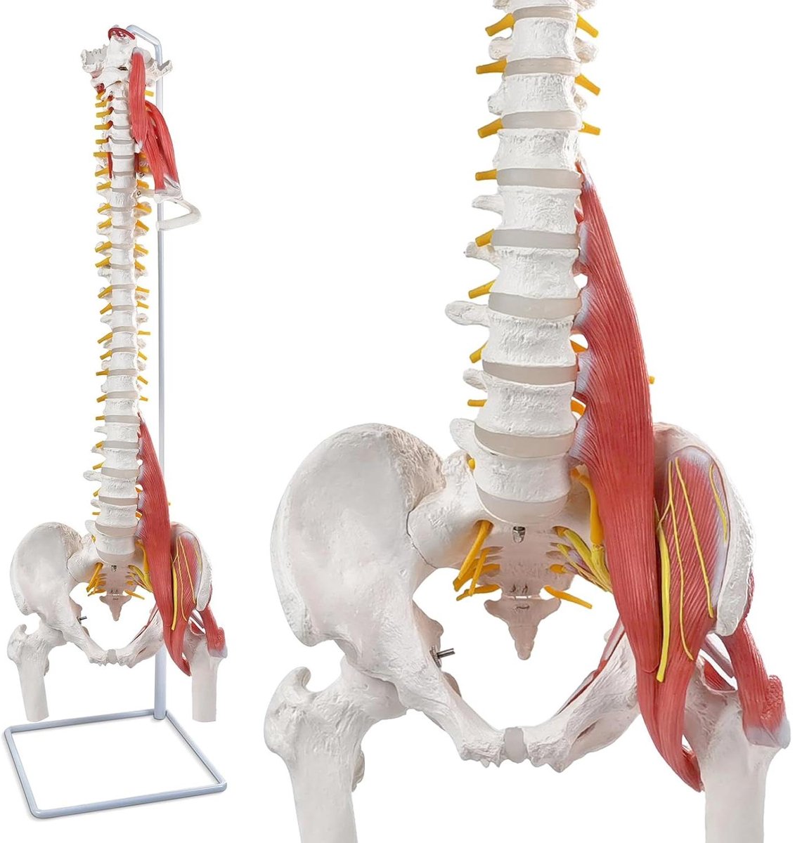 Menselijke Wervelkolom Model - Anatomisch Skelet Rug - Medisch Onderwijs - Flexibel Ruggenmerg - 85 cm - Niet van toepassing