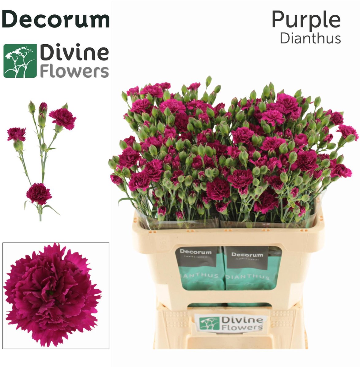10x Dian.tr.fiorino purple 60cm