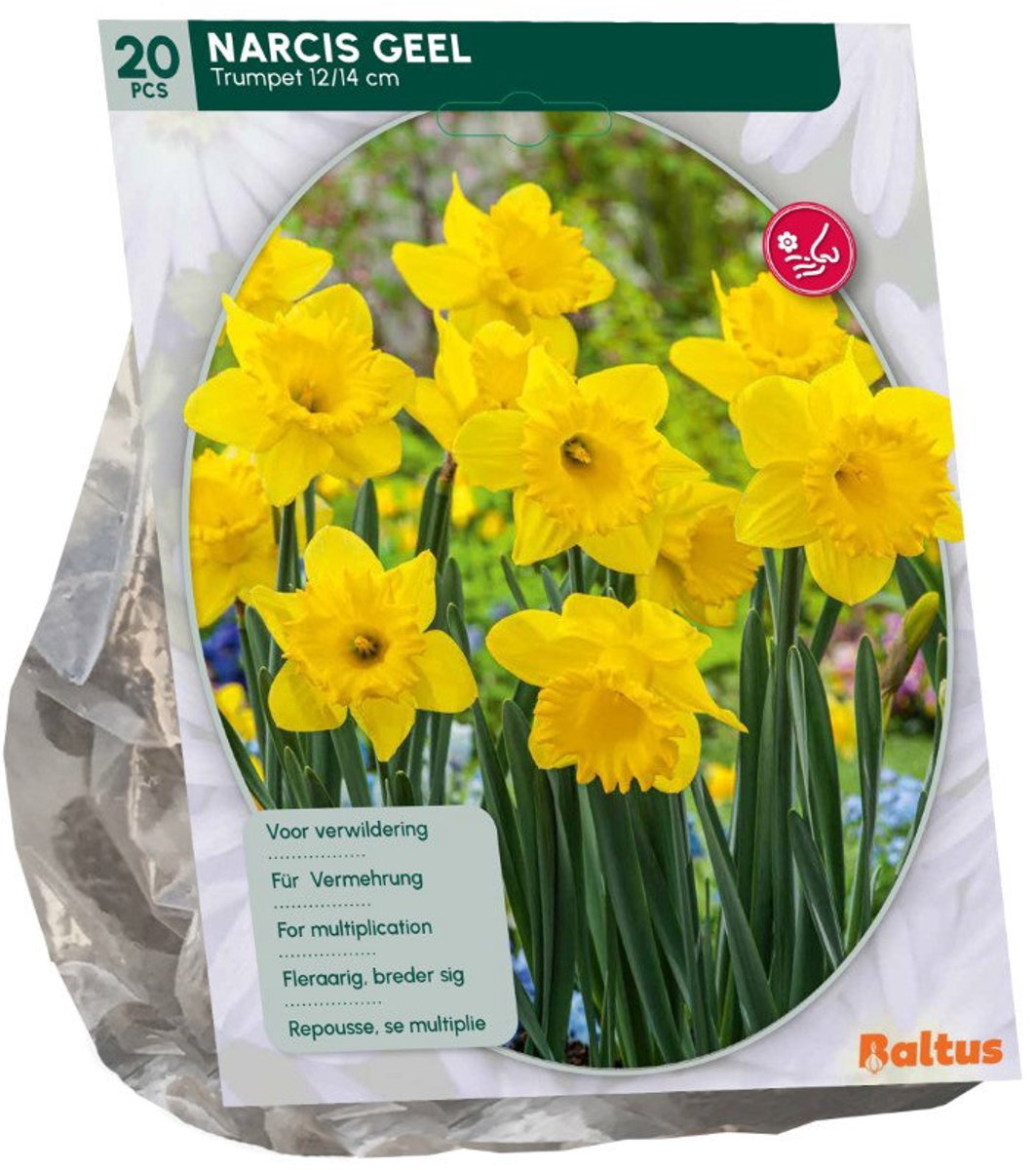 Narcis Trompet geel 15 stuks bloembollen Baltus