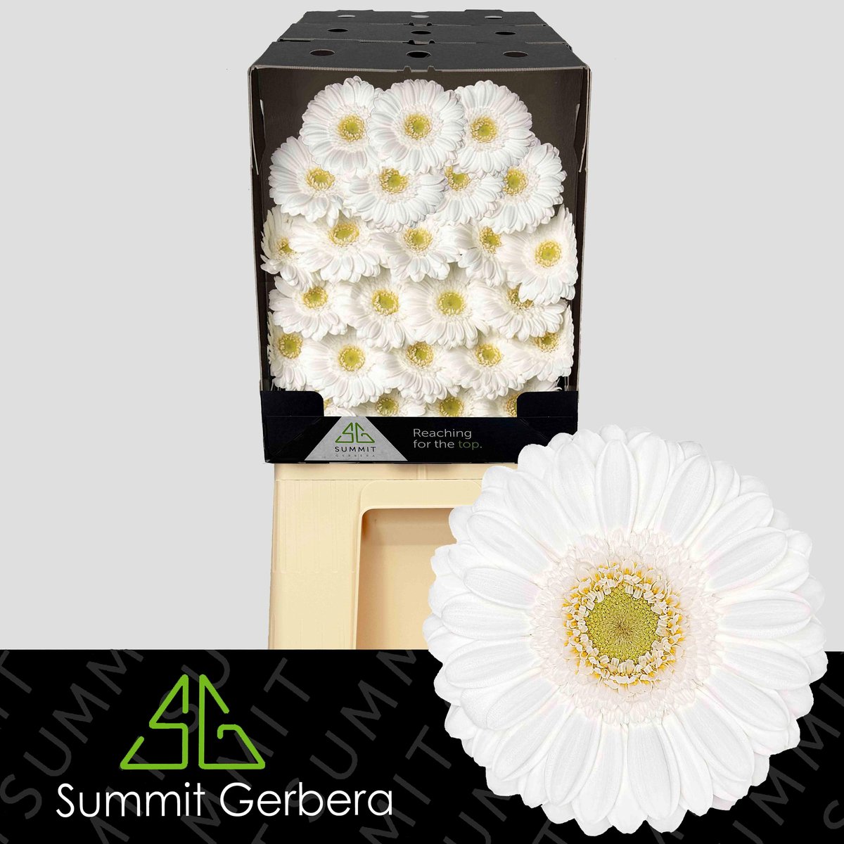 25x Germ.lobby 70cm