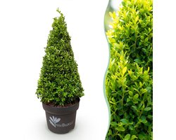 Green boutiQ - Buxus Pyramide - BetterBuxus Skylight - Resistant tegen de Buxus Schimmel - 2 Planten - Pot 23cm Hoogte 60-70cm