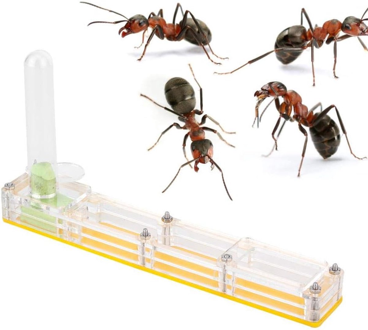 SnelShoppen - Ant Farm Insecten Nest Boerderij Voedingsbox Educatieve Formicarium Leefomgeving voor Mieren met Waterreservoir Geel