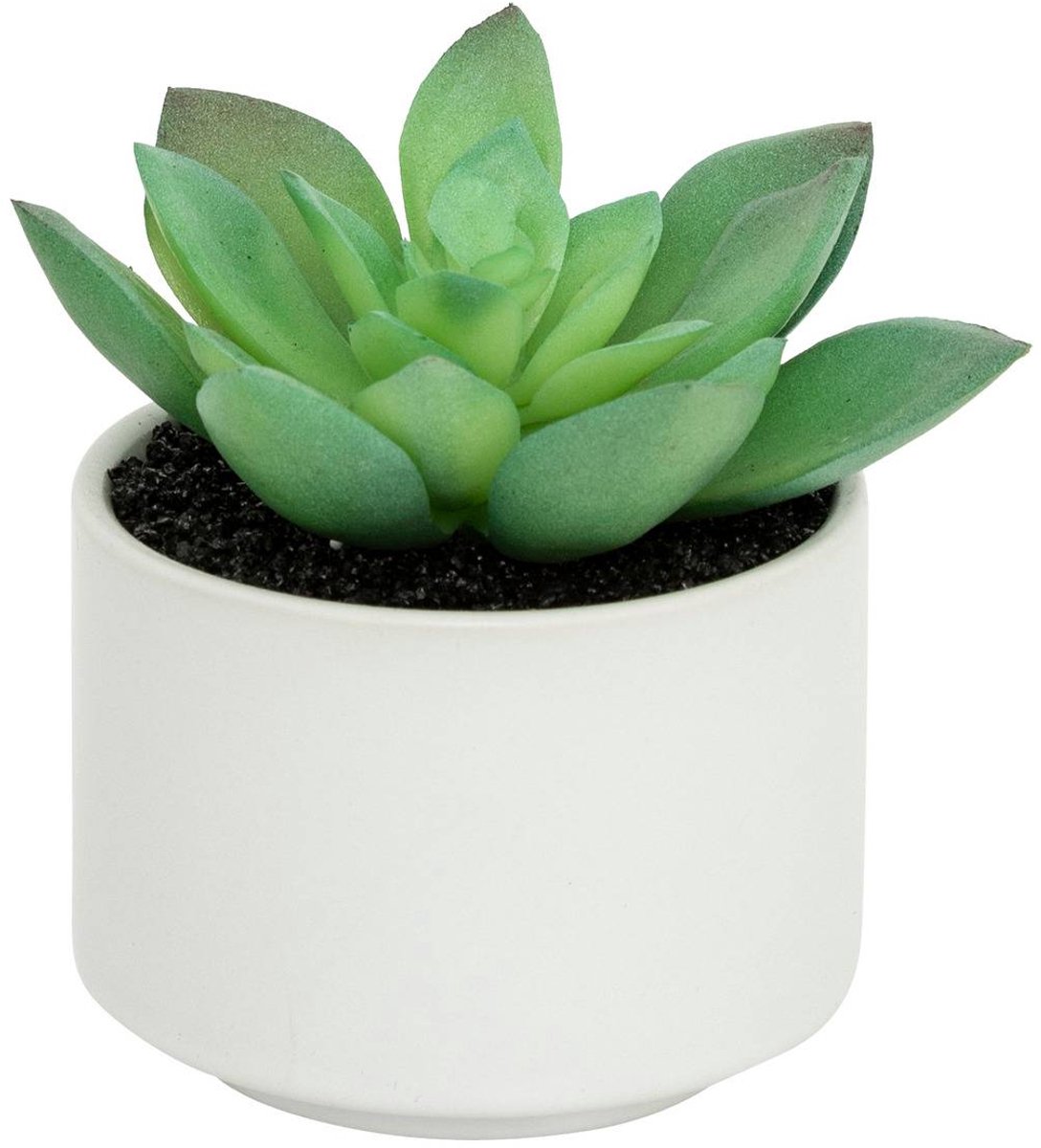 Vetplant in pot ANDA
