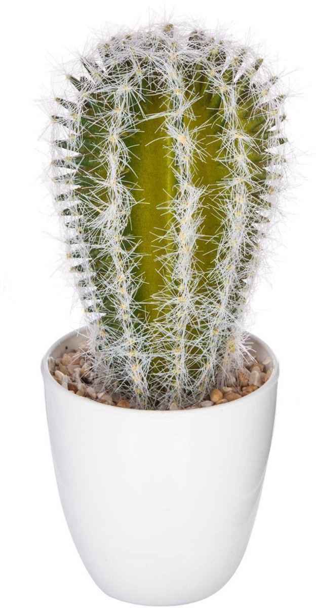 Vetplant & cactus YUKIKO