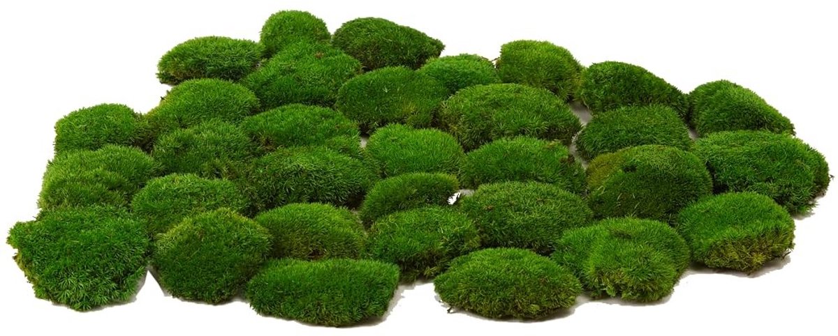 Omgoods- Geconserveerde Planten - Decoratieve Mos Paal - Natuurlijke Groene DIY Kit - Wanddecoratie - Kunst voor Interieur - Onderhoudsvriendelijk - Mosdecoratie