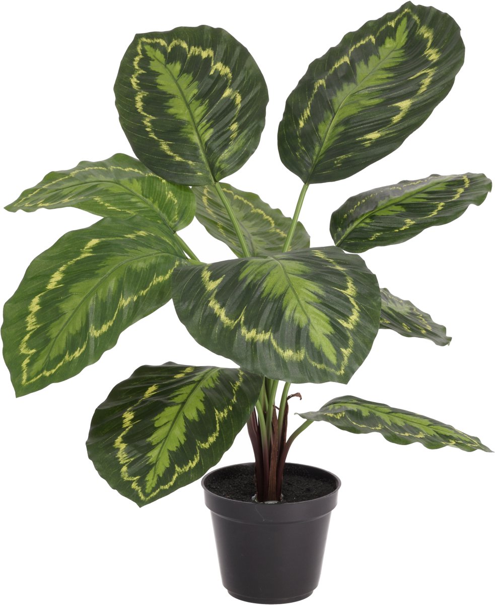 Calathea Roseopicta kunstplant 50cm in kweekpot