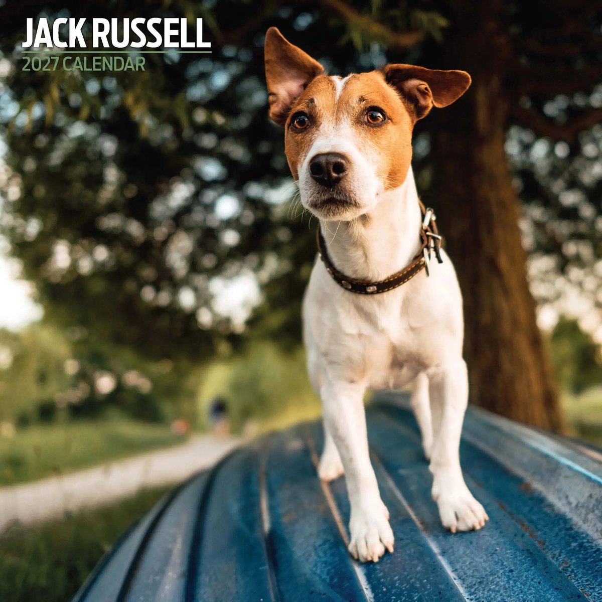 Jack Russell Terrier Kalender 2027