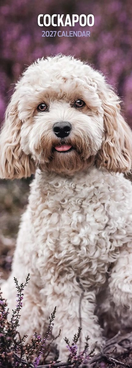 Cockapoo Kalender 2027 Slimline