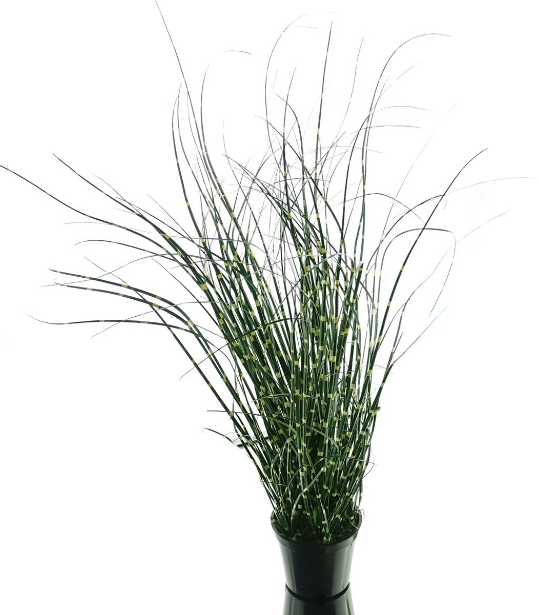 Gasper Zebragras Miscanthus in Pot 42 cm