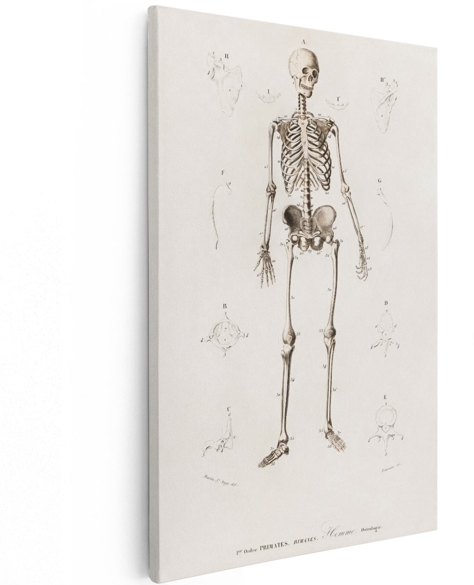 Artaza Canvas Schilderij Menselijk Skelet - 120x180 cm - Groot - Vintage Wanddecoratie Anatomie - Muurdecoratie Schedel - Brocante Decoratie Botten