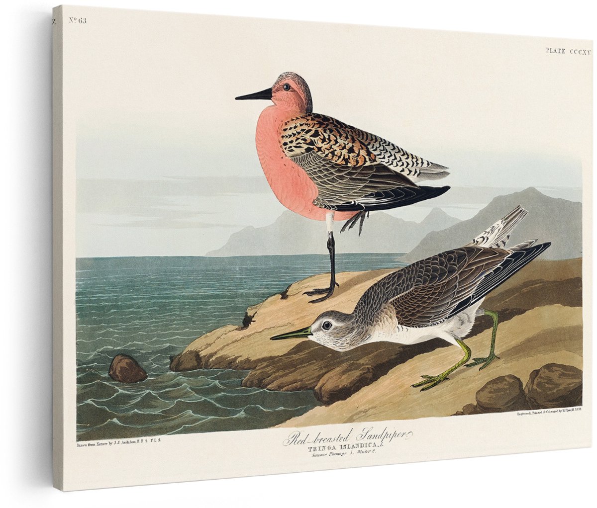 Artaza Canvas Schilderij Vogels - 150x100 cm - Groot - Wanddecoratie Strandloper - Muurdecoratie Vintage - Schilderijen Dieren Kust