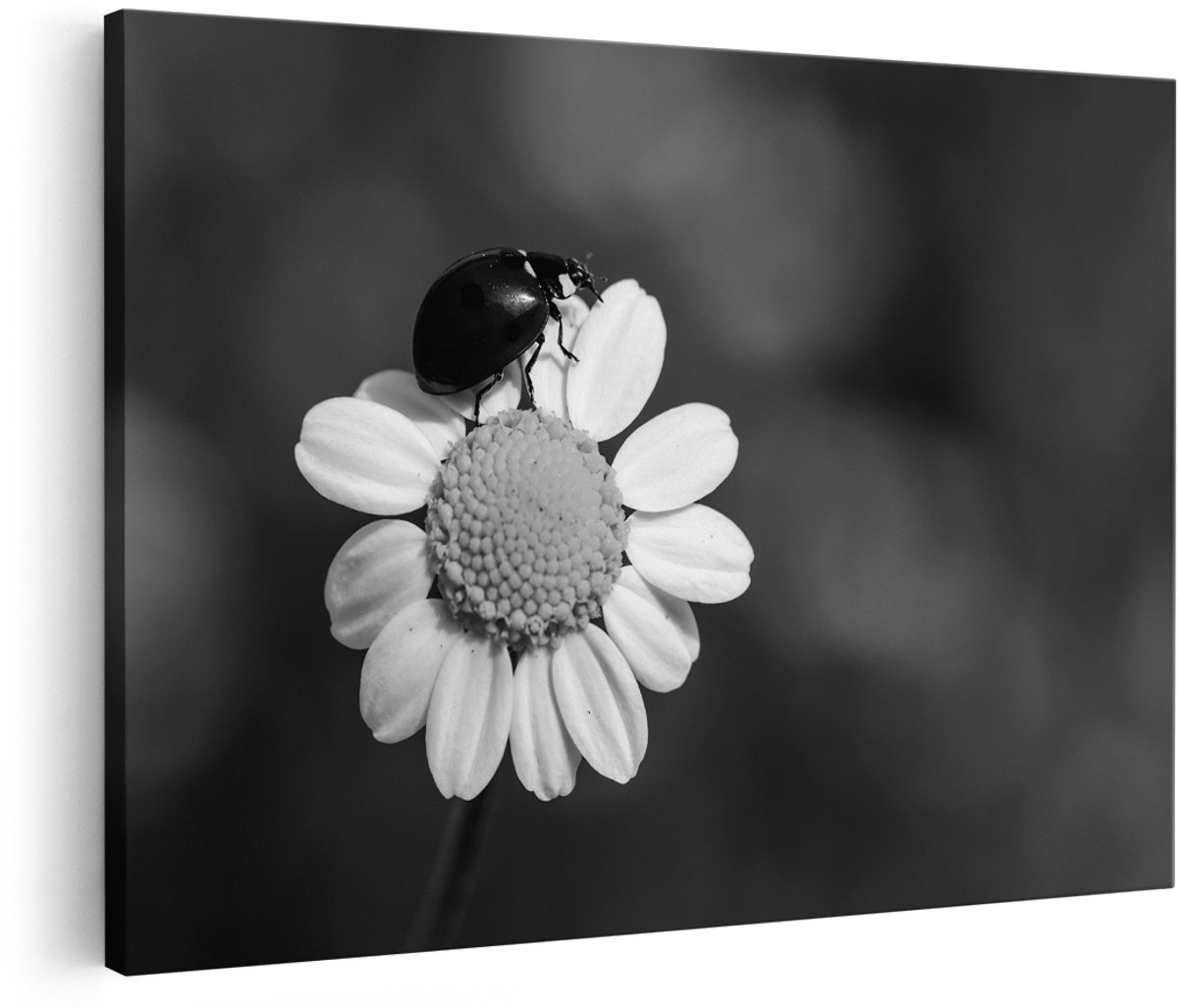 Artaza Canvas Schilderij Lieveheersbeestje op een Madeliefje - Zwart Wit - 150x100 cm - Groot - Foto Op Canvas - Wanddecoratie