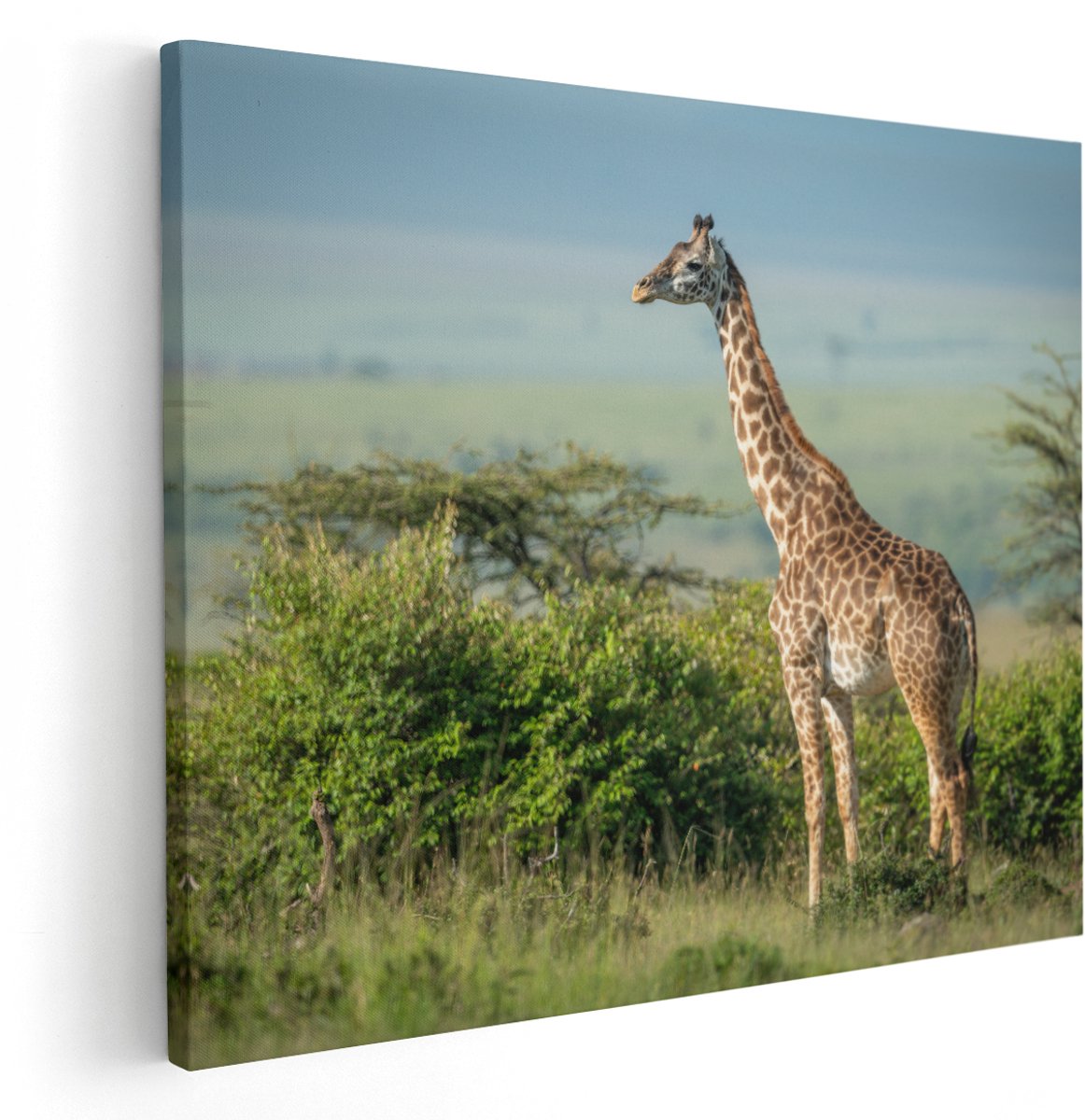 Artaza Canvas Schilderij Giraffe In Het Wild Tussen De Struiken - 150x120 cm - Groot - Wanddecoratie Woonkamer - Schilderijen - Muurdecoratie