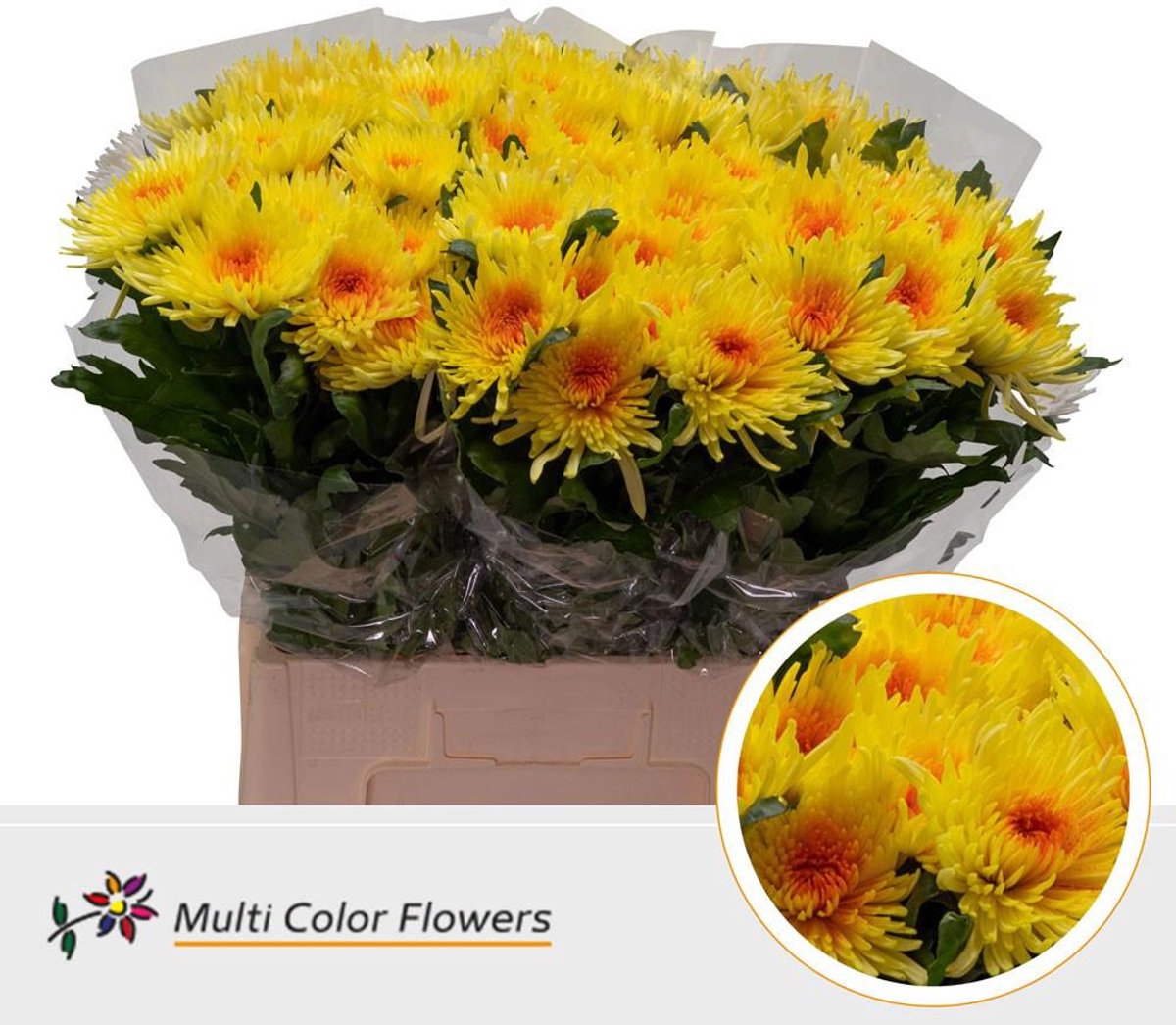 10x Chrysant topspin geel/oranje 70cm