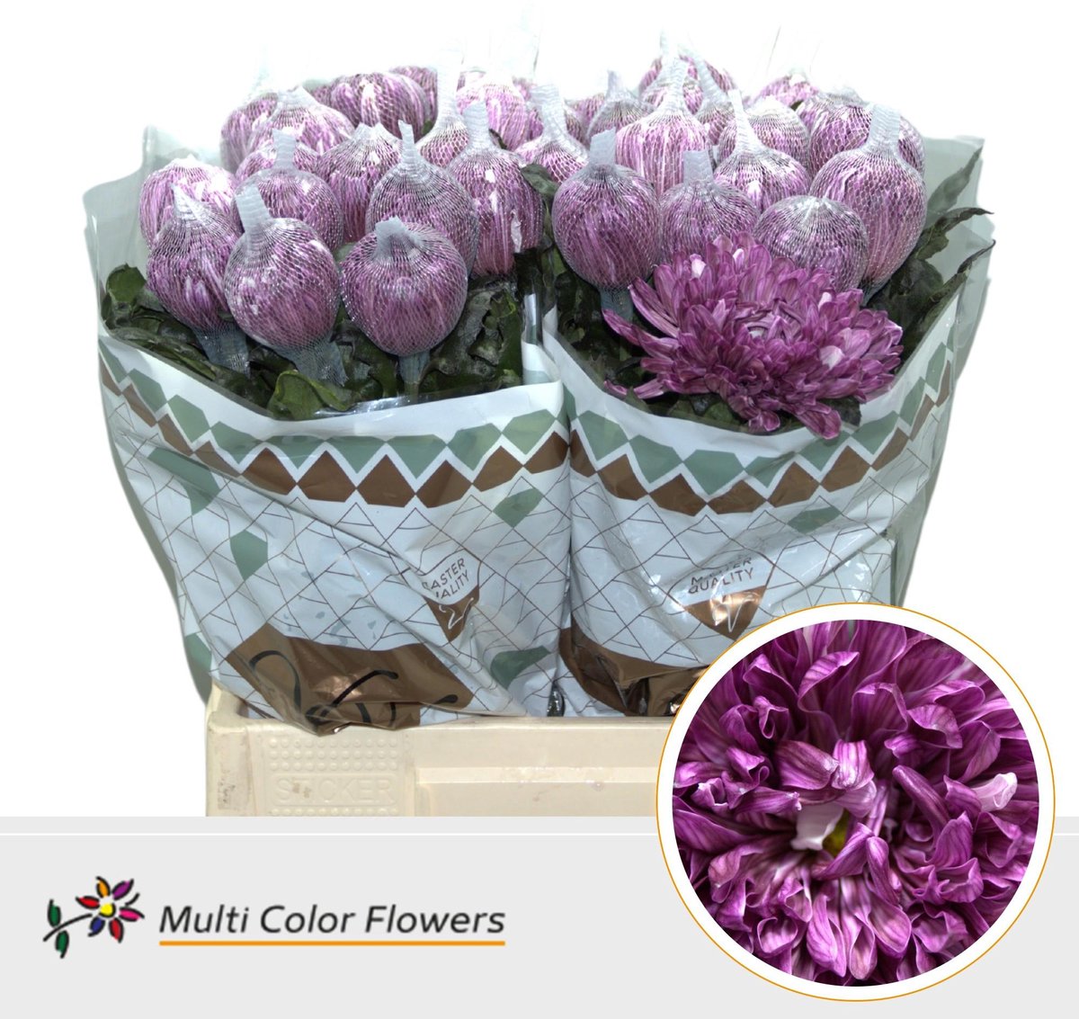 10x Chrysant antonov cassis 70cm