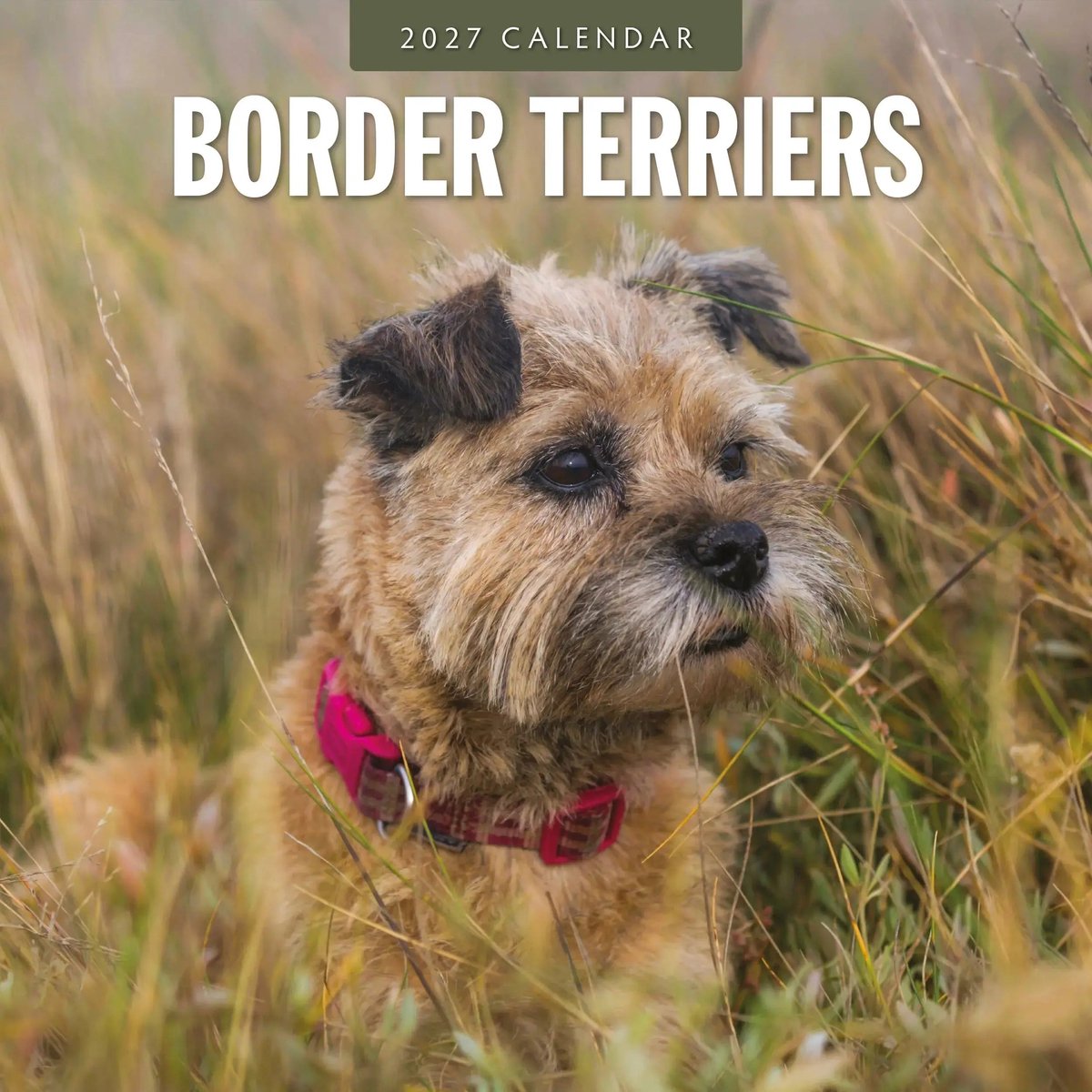 Border Terrier Kalender 2027