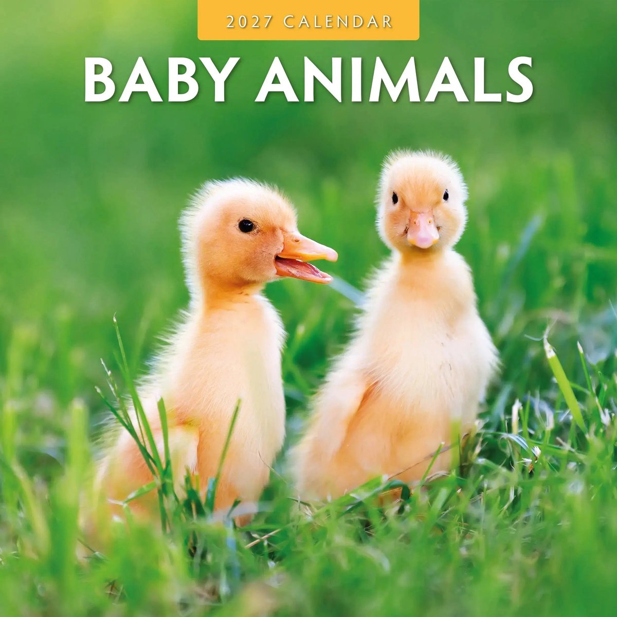 Baby Animals Kalender 2027