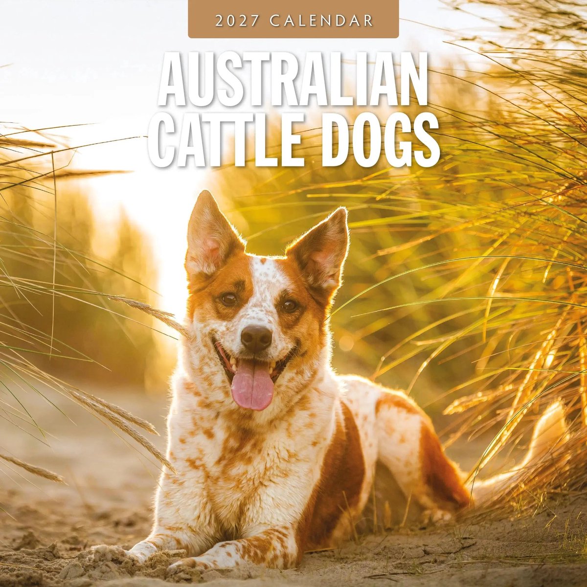 Australian Cattle Dog Kalender 2027