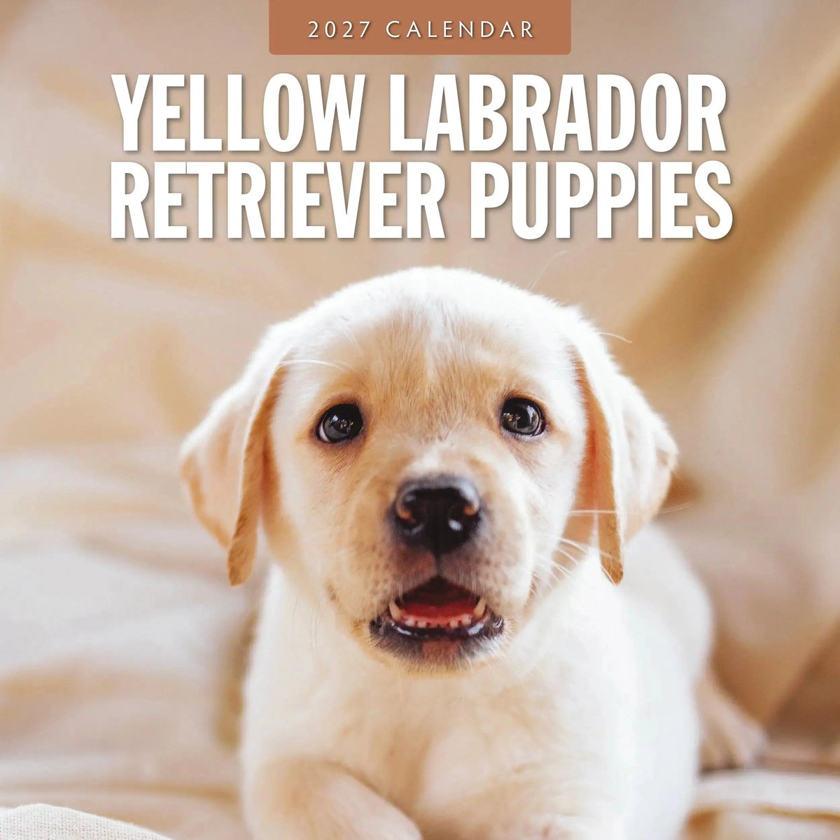 Labrador Retriever Blond Puppies Kalender 2027