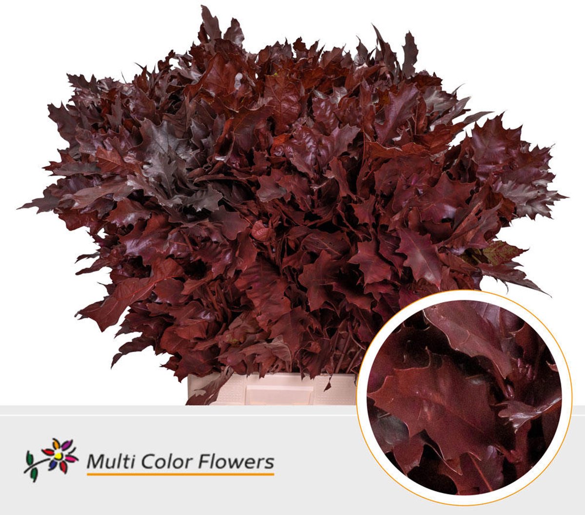 20x Sg quercus bordeaux 60cm