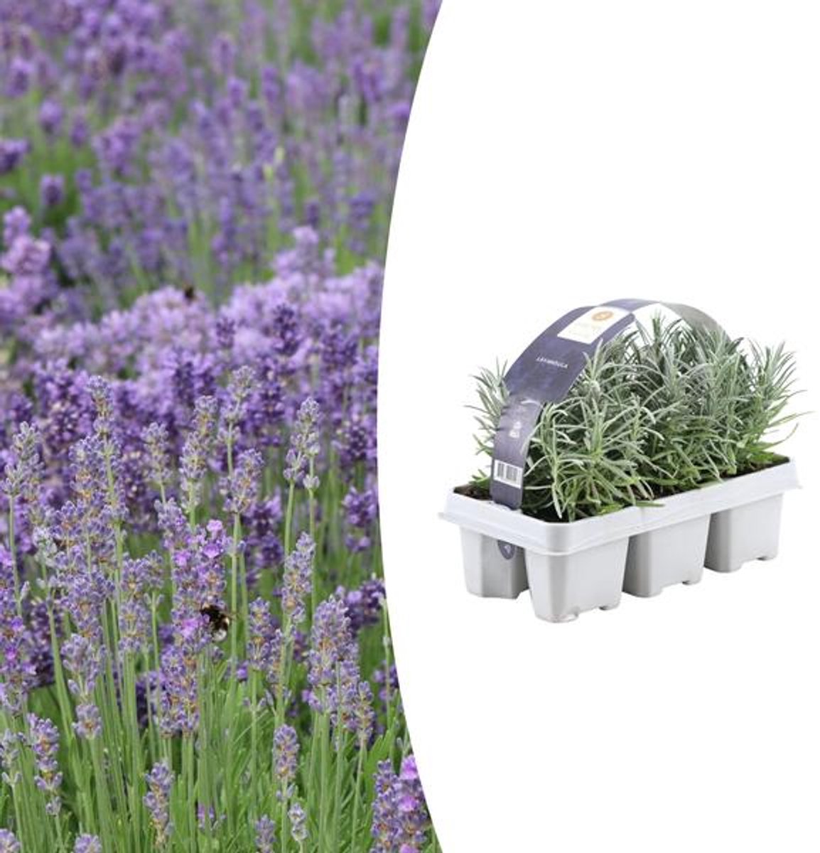 1x 6 pack Lavendel angustifolia - 6 x Ø7 cm - 15 cm