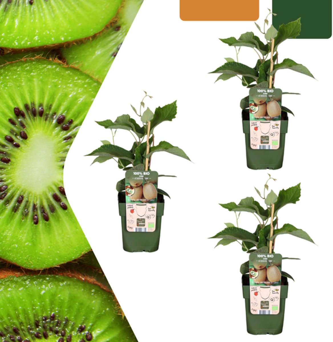 3 x Biologische kiwiplanten - Ø 13 cm - ↨ 20 cm