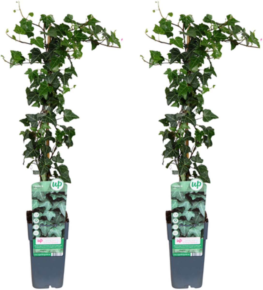Hedera helix - 2 stuks - Ø15cm - 65cm