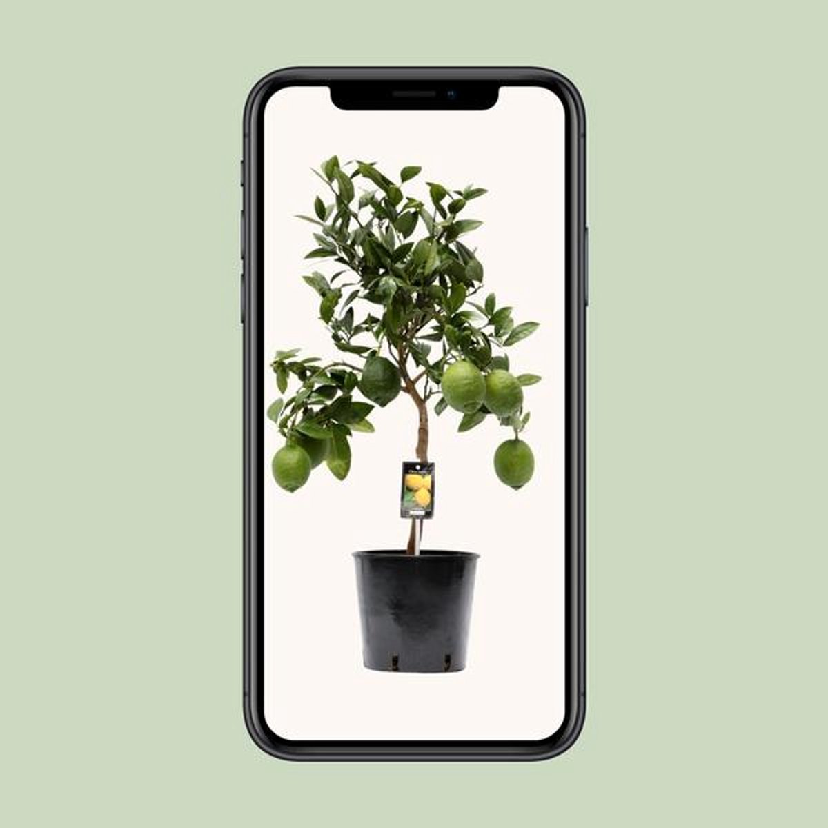 Citrus Lemon - Citroenboom - Ø22cm - 80cm
