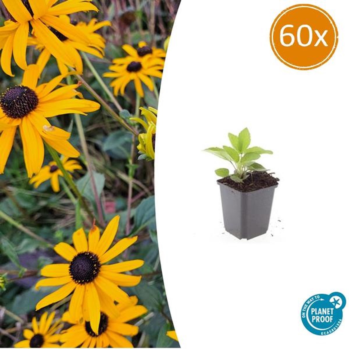 60x Rudbeckia fulgida 'Goldsturm' - 10-25cm - Ø9cm