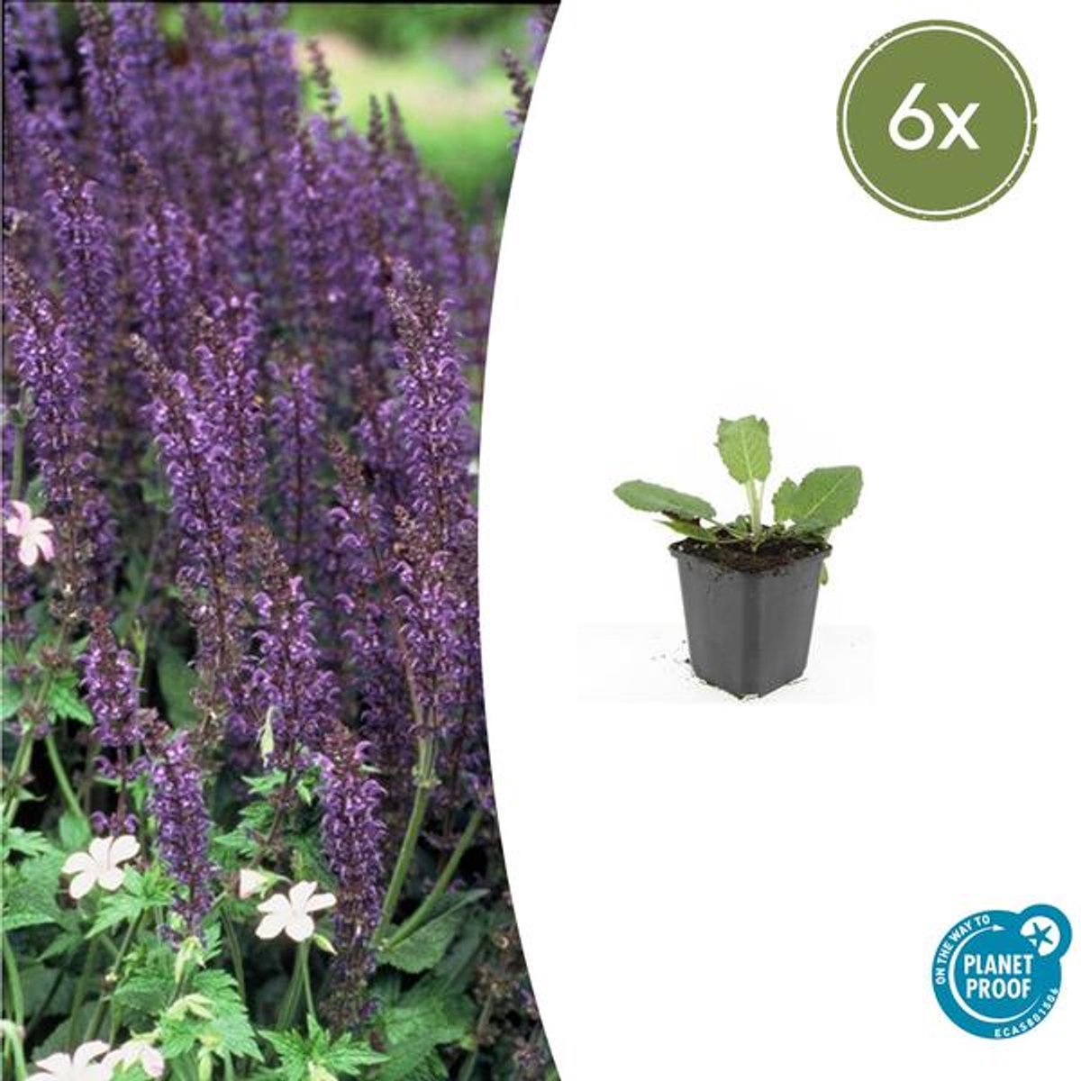 6x Salvia nem. 'Mainacht' - 10-25cm - Ø9cm