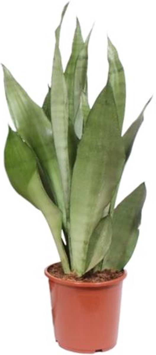 Sansevieria Moonshine - Ø17cm - 60cm
