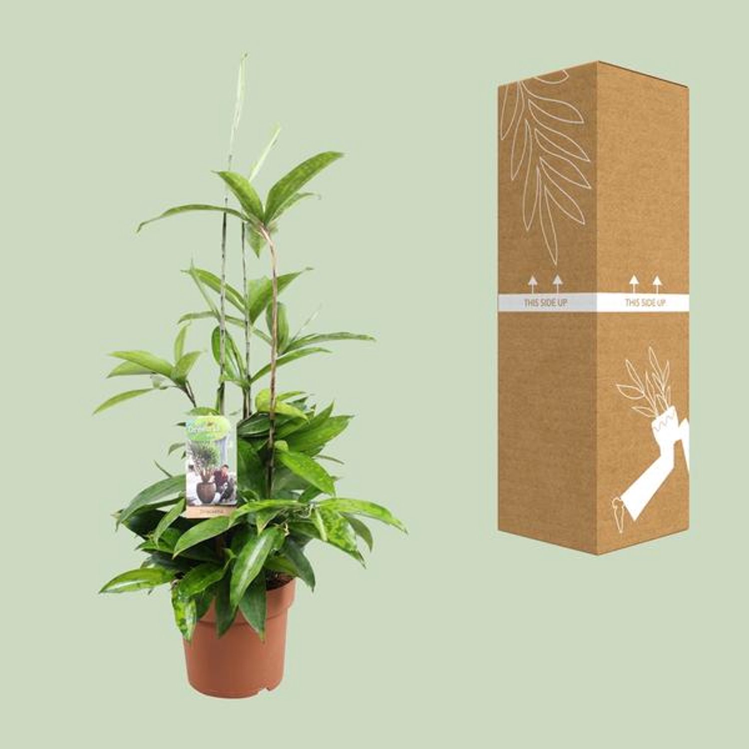 Dracaena Surculosa - Ø17cm - 55cm