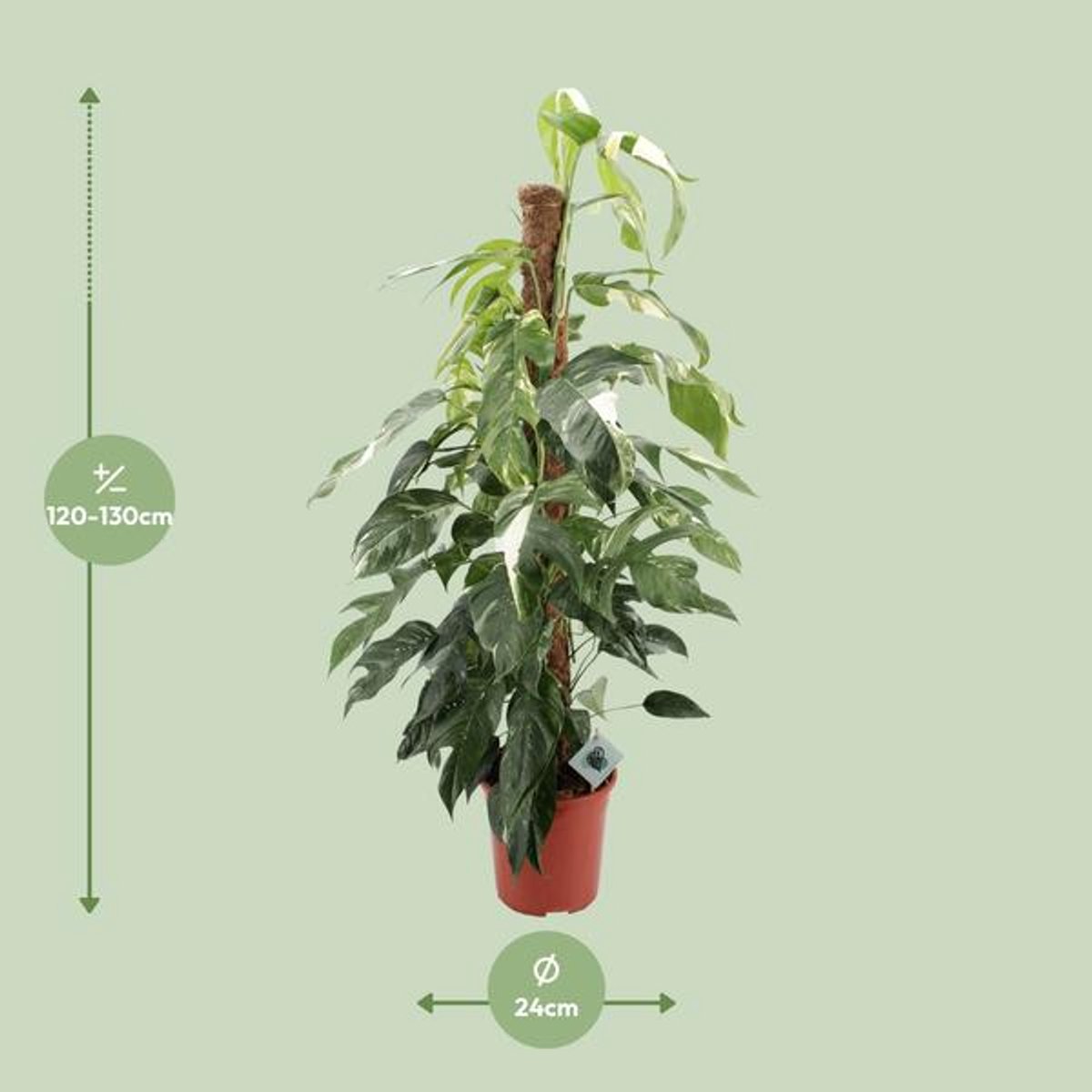 Epipremnum Pinnatum Albo Variegata - Ø24cm - 125cm