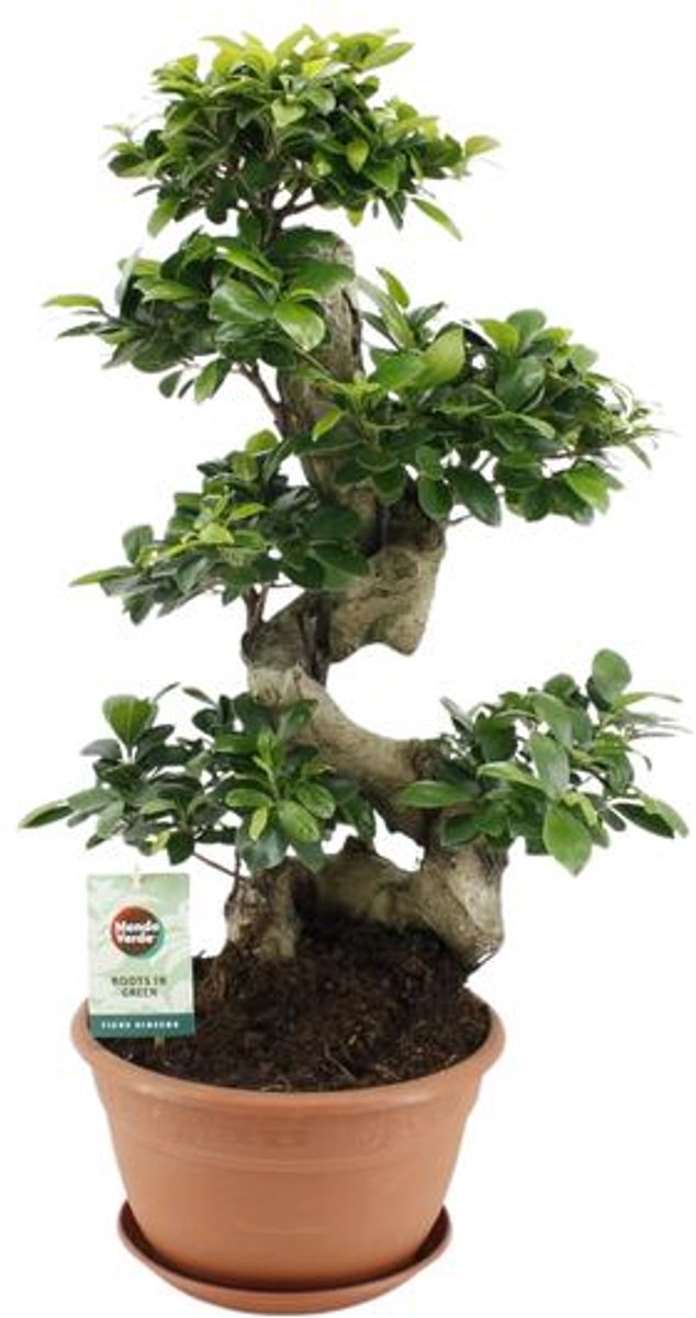 Ficus Ginseng - Ø27cm - 70cm
