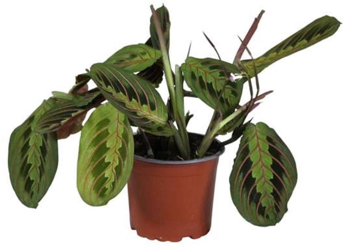 Maranta Leuconeura Fascinator - Ø12cm - 30cm