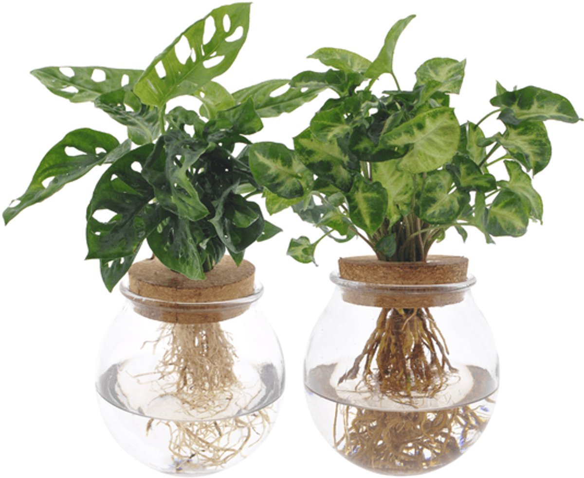 Bolglas Duo Monstera Adansonii/Syngonium Green - 2 stuks - Ø12cm - 12-30cm