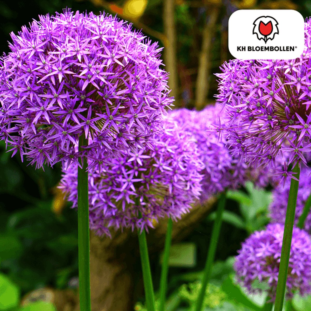 Allium Globemaster 5 stuks
