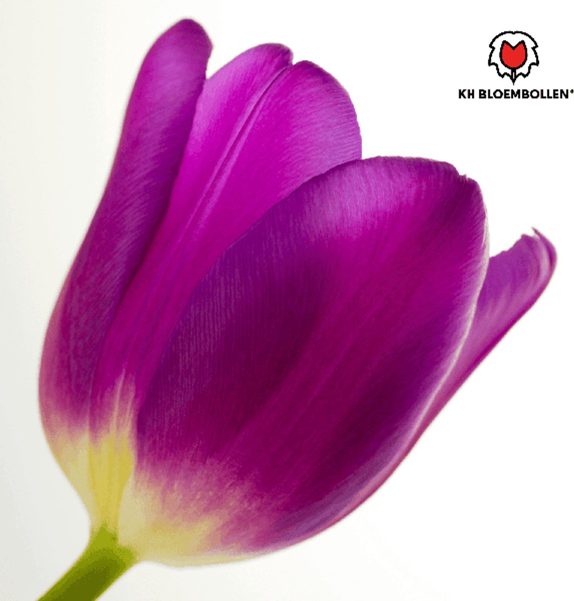 Tulpenbollen Purple Prince – 20 Stusk | Paars-Violet Tulp – Krachtig & Koninklijk – Voor Tuin of Pot – Maat 11/12 – Vers van de Teler
