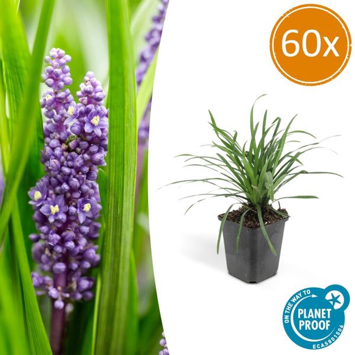 60x Liriope muscari 'Moneymaker' - 10-25cm - Ø9cm