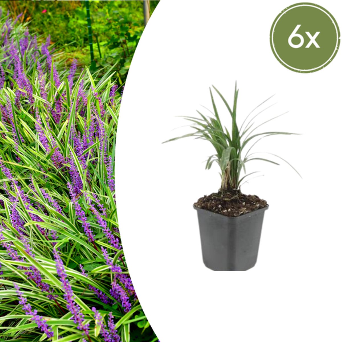 6x Liriope muscari 'Moneymaker' - 10-25cm - Ø9cm